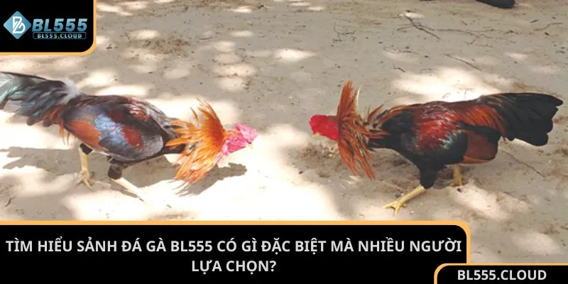 Tìm hiểu sảnh đá gà BL555 có gì đặc biệt mà nhiều người lựa chọn?